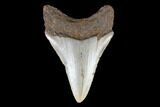 Juvenile Megalodon Tooth - North Carolina #147729-1
